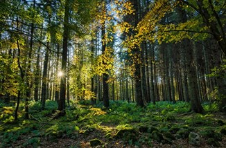 Forest Trees Istock 517309476 Colin Hunter